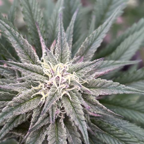 SHIVA SKUNK            by Sensi seeds  growlog photo: Temp drops to 4C .The ladies seem to be doing ok.