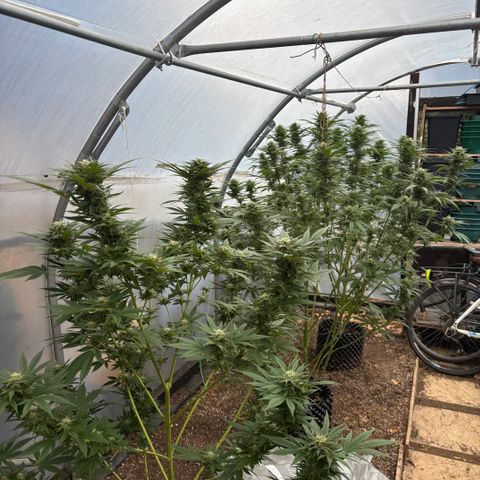 SHIVA SKUNK            by Sensi seeds  growlog photo: Temp drops to 4C .The ladies seem to be doing ok.