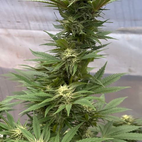 SHIVA SKUNK            by Sensi seeds  growlog photo: Temp drops to 4C .The ladies seem to be doing ok.