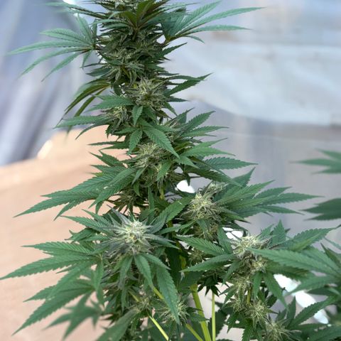 SHIVA SKUNK            by Sensi seeds  growlog photo: Smells good ya!