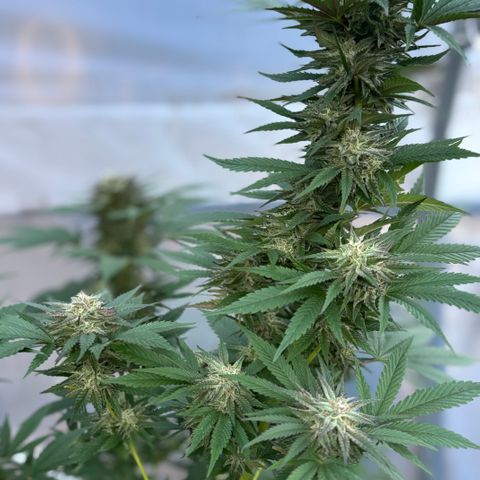 SHIVA SKUNK            by Sensi seeds  growlog photo: Smells good ya!