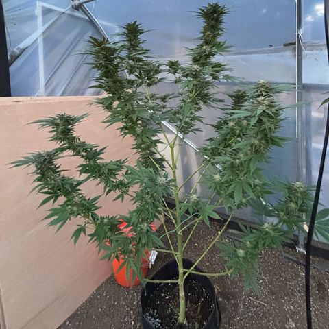 SHIVA SKUNK            by Sensi seeds  growlog photo: Smells good ya!