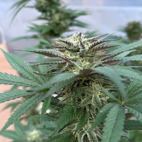 SHIVA SKUNK            by Sensi seeds  growlog photo: Smells good ya!