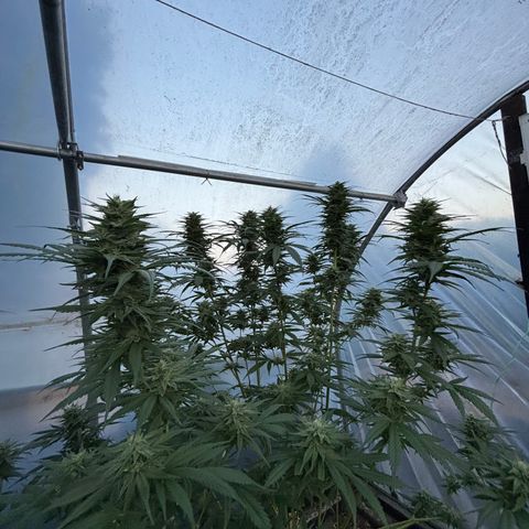 Master Kush        sensi seeds growlog photo: Some of the Colas needing support now .
Buds are sticky and smell delicious!