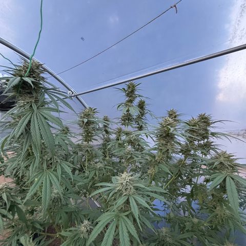 Master Kush        sensi seeds growlog photo: Some of the Colas needing support now .
Buds are sticky and smell delicious!