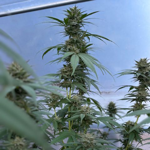 Master Kush        sensi seeds growlog photo: Some of the Colas needing support now .
Buds are sticky and smell delicious!