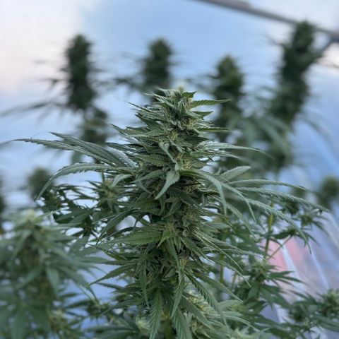 Master Kush        sensi seeds growlog photo: Some of the Colas needing support now .
Buds are sticky and smell delicious!