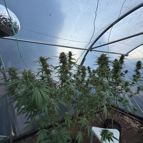 Master Kush        sensi seeds growlog photo: Some of the Colas needing support now .
Buds are sticky and smell delicious!