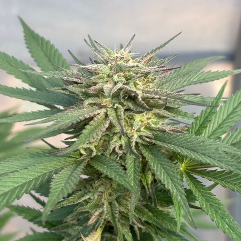 SHIVA SKUNK            by Sensi seeds  growlog photo: Wet trim before harvest!