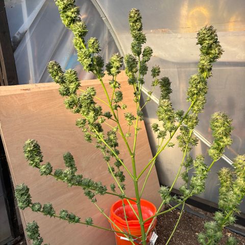 SHIVA SKUNK            by Sensi seeds  growlog photo: Wet trim before harvest!