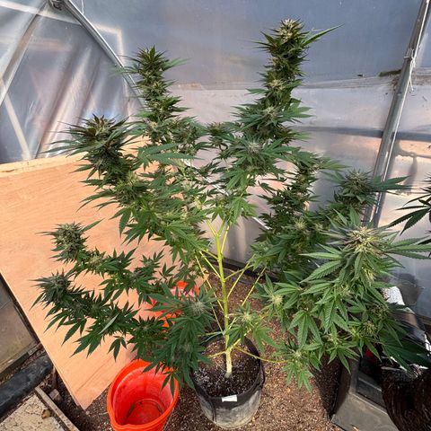 SHIVA SKUNK            by Sensi seeds  growlog photo: Wet trim before harvest!