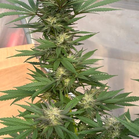 SHIVA SKUNK            by Sensi seeds  growlog photo: Wet trim before harvest!