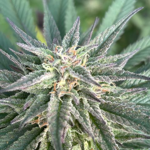 SHIVA SKUNK            by Sensi seeds  growlog photo: Wet trim before harvest!