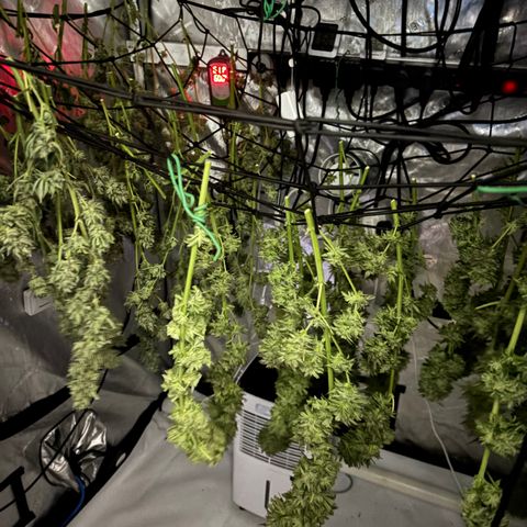 SHIVA SKUNK            by Sensi seeds  growlog timeline photo