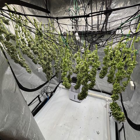 SHIVA SKUNK            by Sensi seeds  growlog timeline photo
