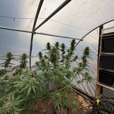 Master Kush        sensi seeds growlog photo: Harvest day!