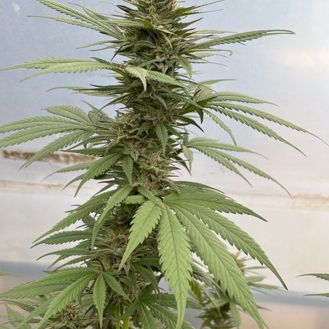 Master Kush        sensi seeds growlog photo: Harvest day!