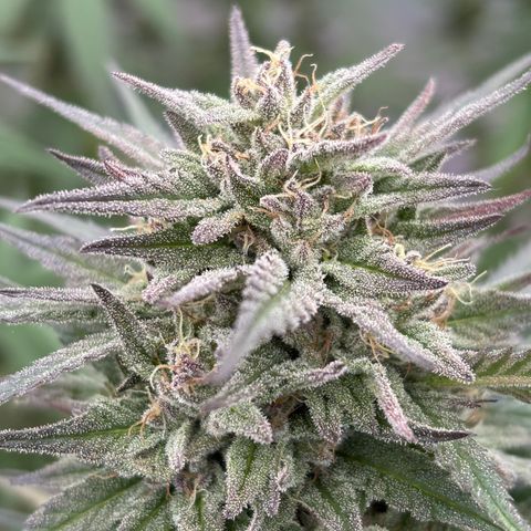 Master Kush        sensi seeds growlog photo: Harvest day!