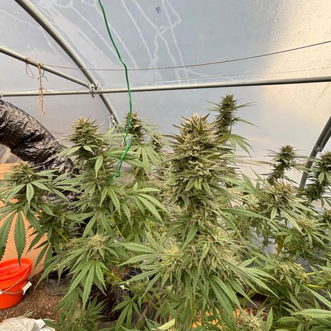 Master Kush        sensi seeds growlog photo: Harvest day!