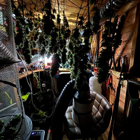 Master Kush        sensi seeds growlog timeline photo