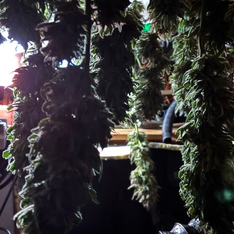 Master Kush        sensi seeds growlog timeline photo