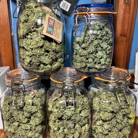 Master Kush        sensi seeds growlog timeline photo