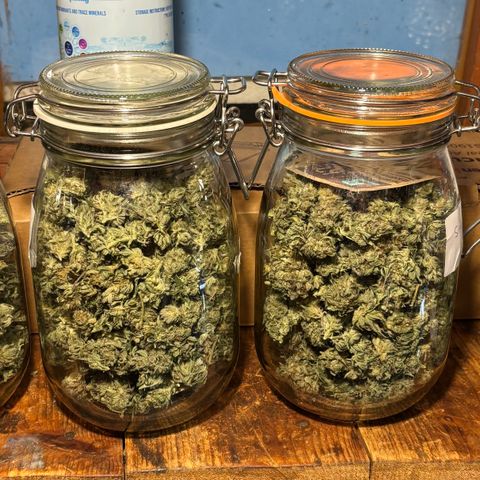 SHIVA SKUNK            by Sensi seeds  growlog timeline photo
