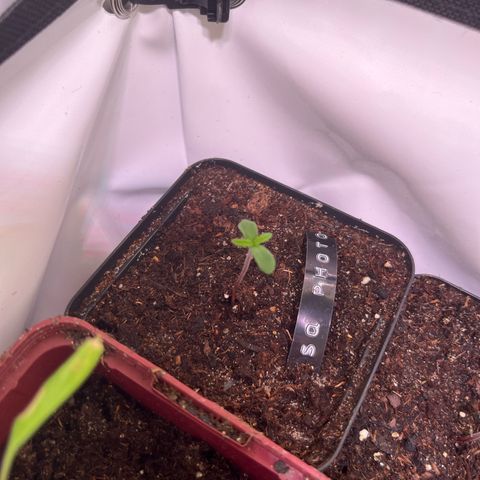 Special Queen #1 growlog timeline photo