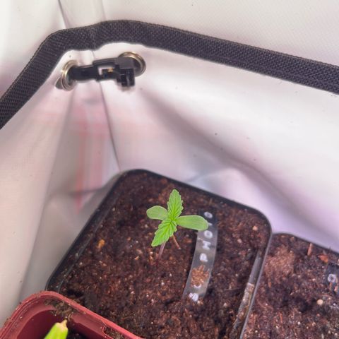 Special Queen #1 growlog timeline photo