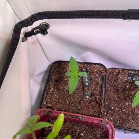 Special Queen #1 growlog timeline photo