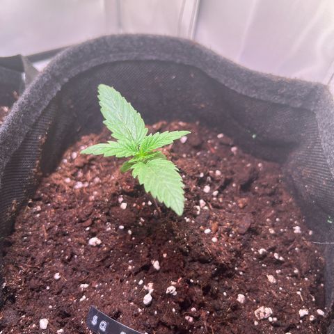 Special Queen #1 growlog timeline photo