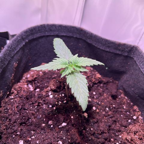 Special Queen #1 growlog timeline photo