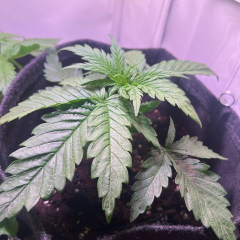 Special Queen #1 growlog timeline photo