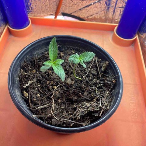 Ruderalis Indica growlog timeline photo