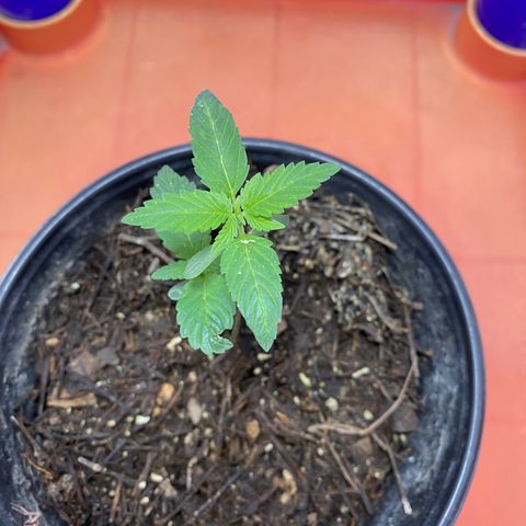 Ruderalis Indica growlog photo: Araña para plagas ‘🕷️🎉