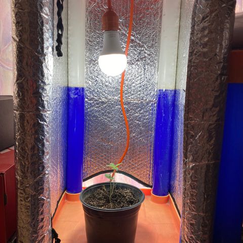 Ruderalis Indica growlog photo: Indoor aplicación 