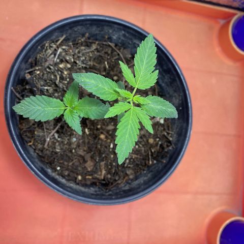 Ruderalis Indica growlog timeline photo