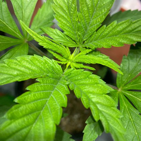 Ruderalis Indica growlog timeline photo
