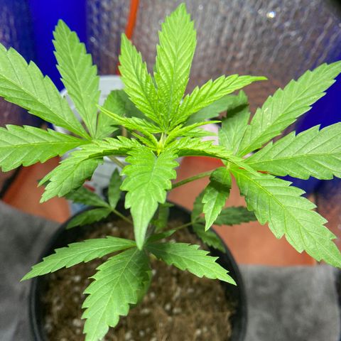 Ruderalis Indica growlog timeline photo