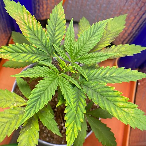 Ruderalis Indica growlog timeline photo