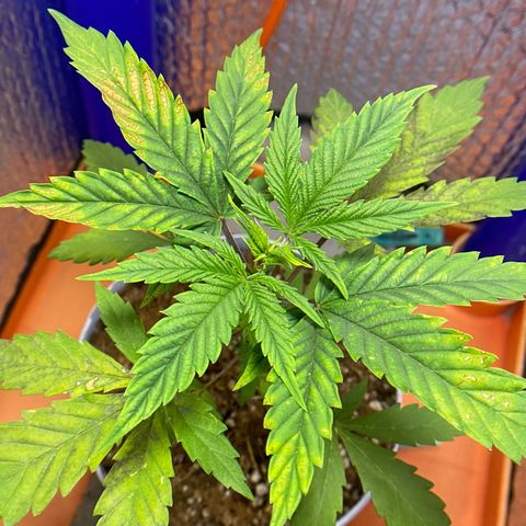 Ruderalis Indica growlog timeline photo