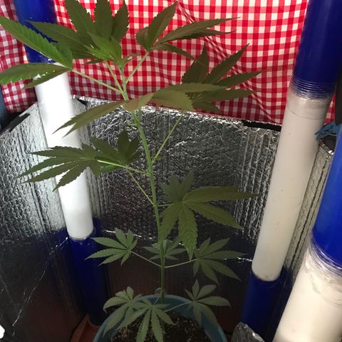 Ruderalis Indica growlog photo: Inicia periodo de floración día 2