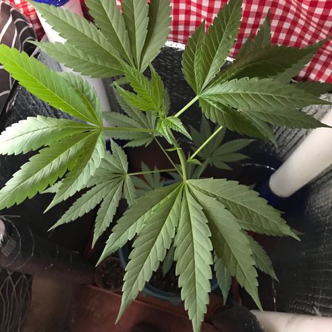 Ruderalis Indica growlog photo: Inicia periodo de floración día 2