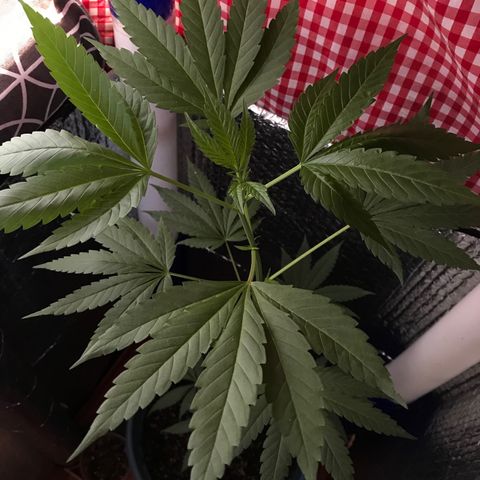 Ruderalis Indica growlog photo: Inicia periodo de floración día 2