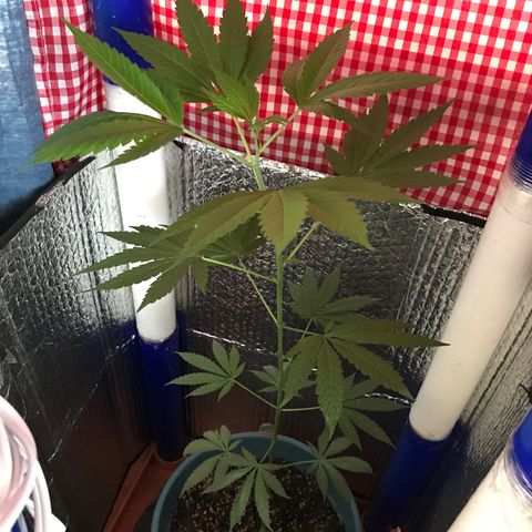 Ruderalis Indica growlog photo: Inicia periodo de floración día 2