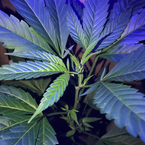 Ruderalis Indica growlog photo: Semana 2 floración 