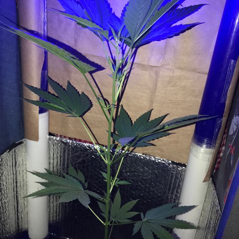 Ruderalis Indica growlog photo: Semana 2 floración 