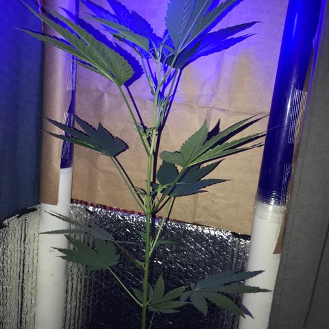 Ruderalis Indica growlog photo: Semana 2 floración 