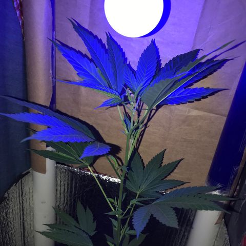 Ruderalis Indica growlog photo: Semana 2 floración 