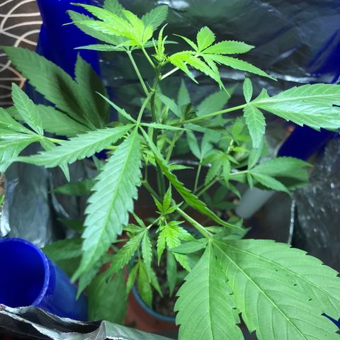 Ruderalis Indica growlog photo: Reducir tiempo de luz, y propiciar oscuridad 